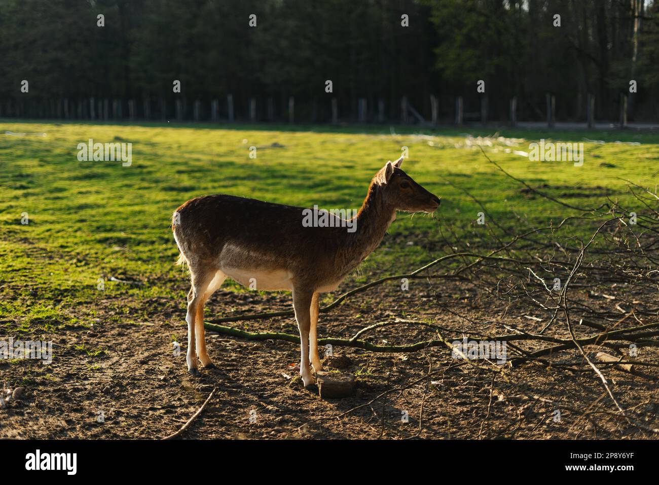 Capriolo persiano femmina (Dama mesopotamica) Foto Stock