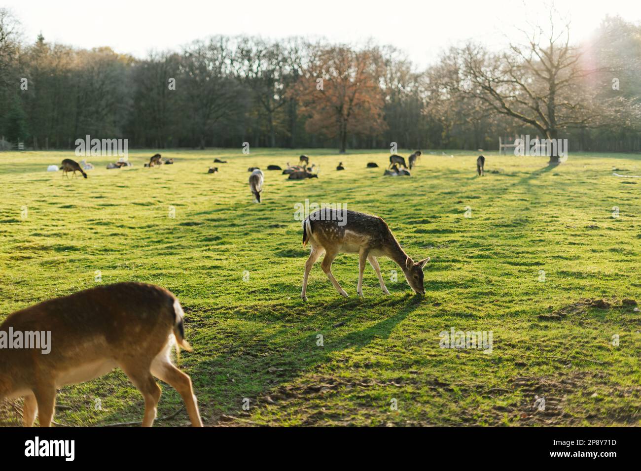 Capriolo persiano femmina (Dama mesopotamica) Foto Stock