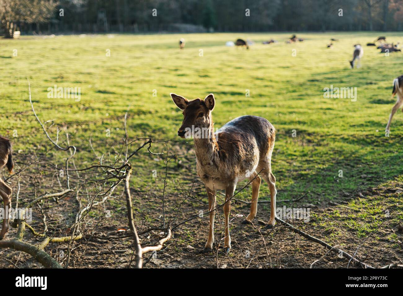 Capriolo persiano femmina (Dama mesopotamica) Foto Stock