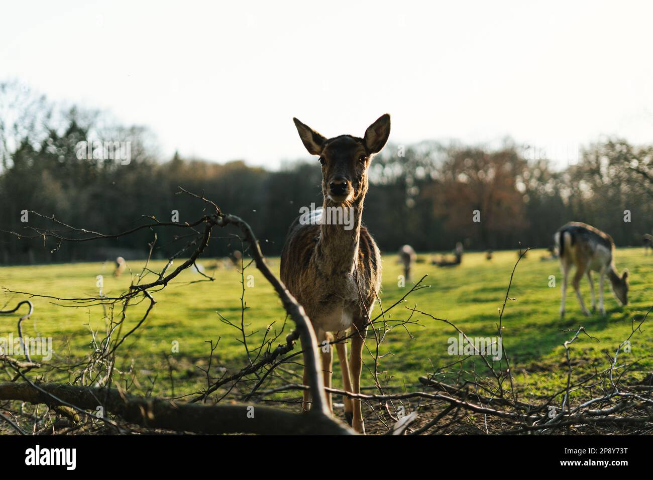 Capriolo persiano femmina (Dama mesopotamica) Foto Stock