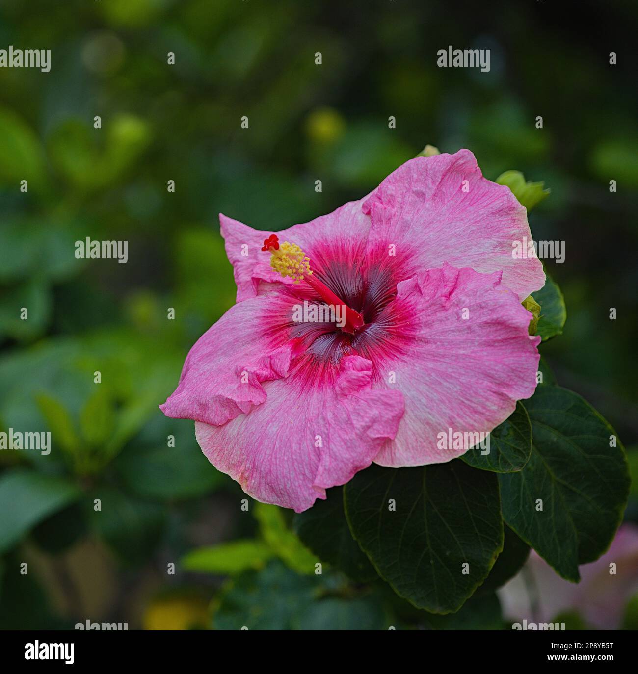 Ibisco rosa Foto Stock
