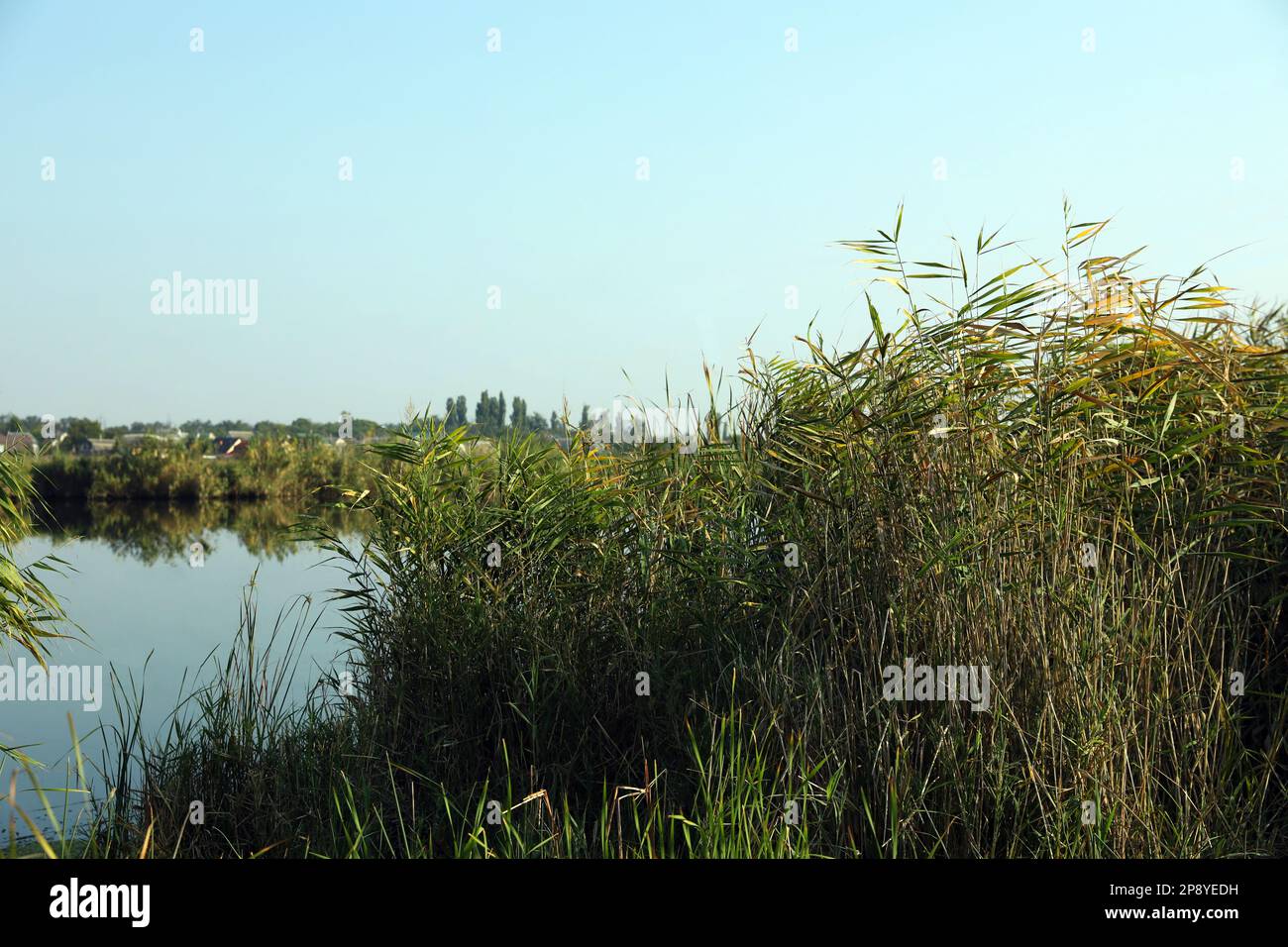 Vista pittoresca della riva del fiume, con canneti che si sviluppano nelle giornate di sole Foto Stock