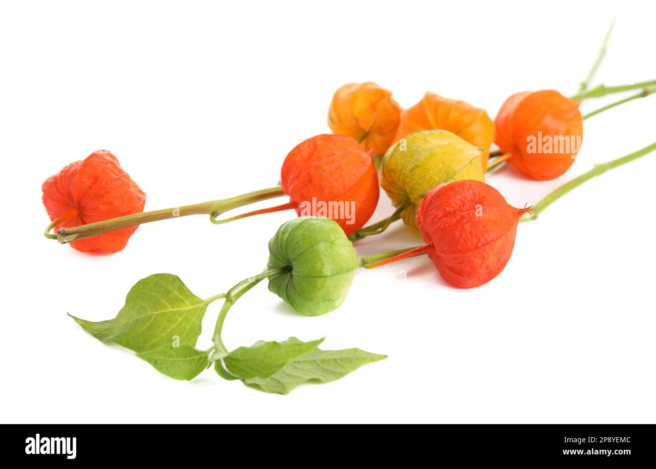 Rami Physalis con setti colorati su sfondo bianco Foto Stock