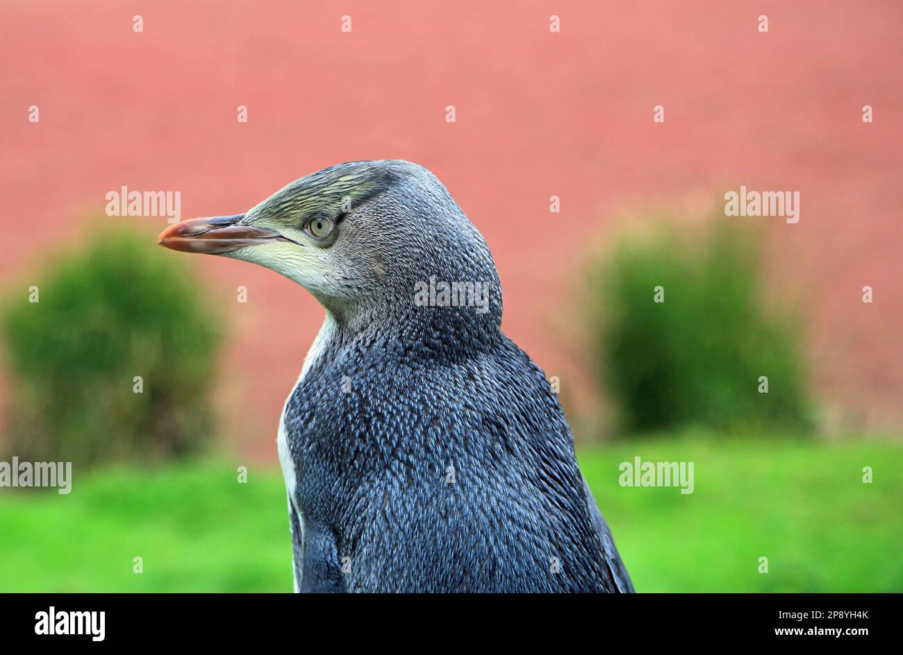 Penguin in profilo - Nuova Zelanda Foto Stock
