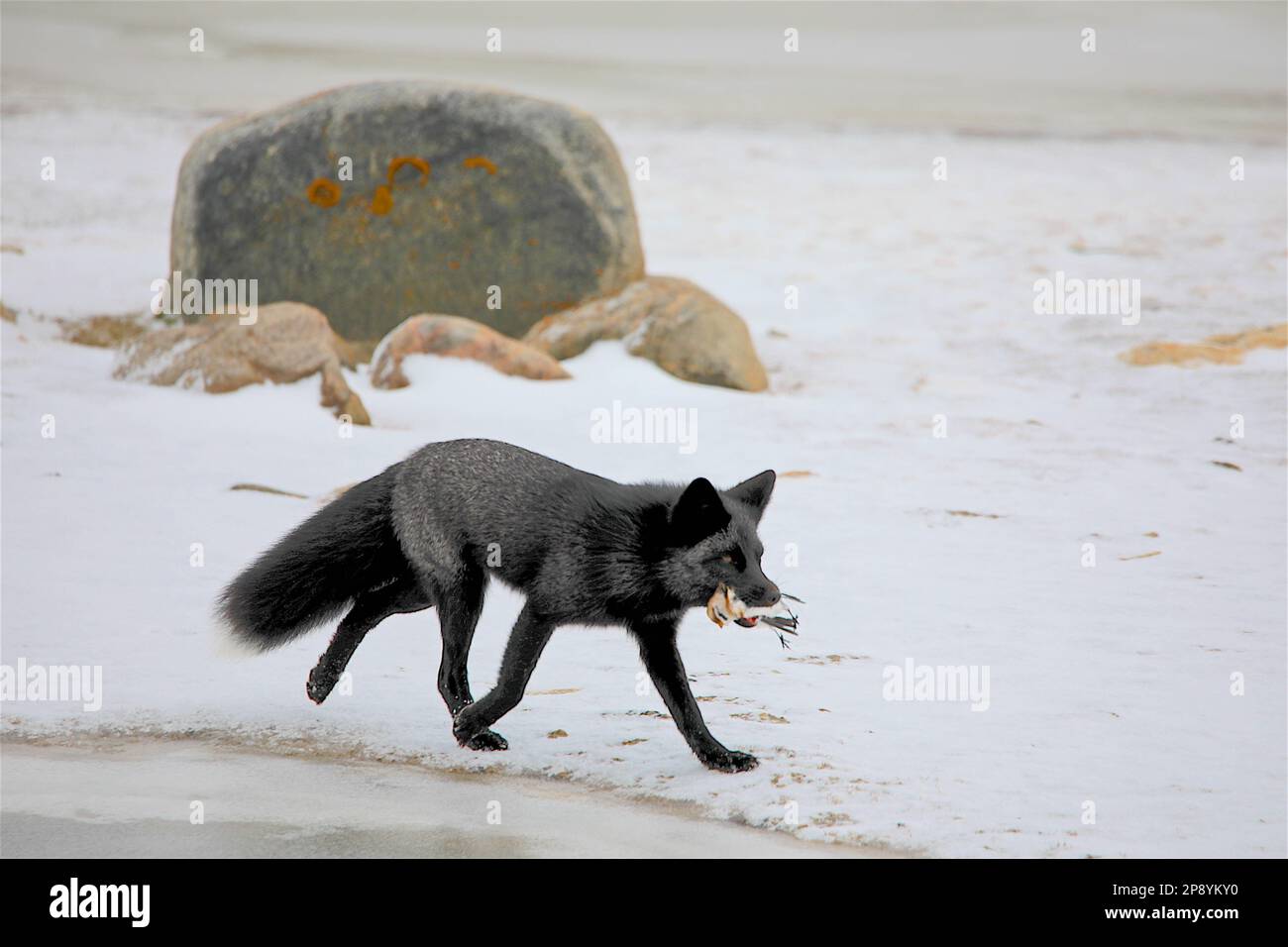 Una volpe artica caccia sulla tundra vicino a Churchill Manitoba Foto Stock