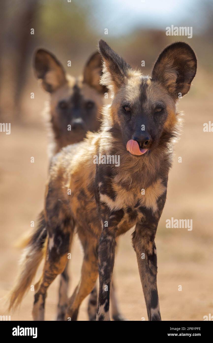 African Painted Dog in Wild Foto Stock