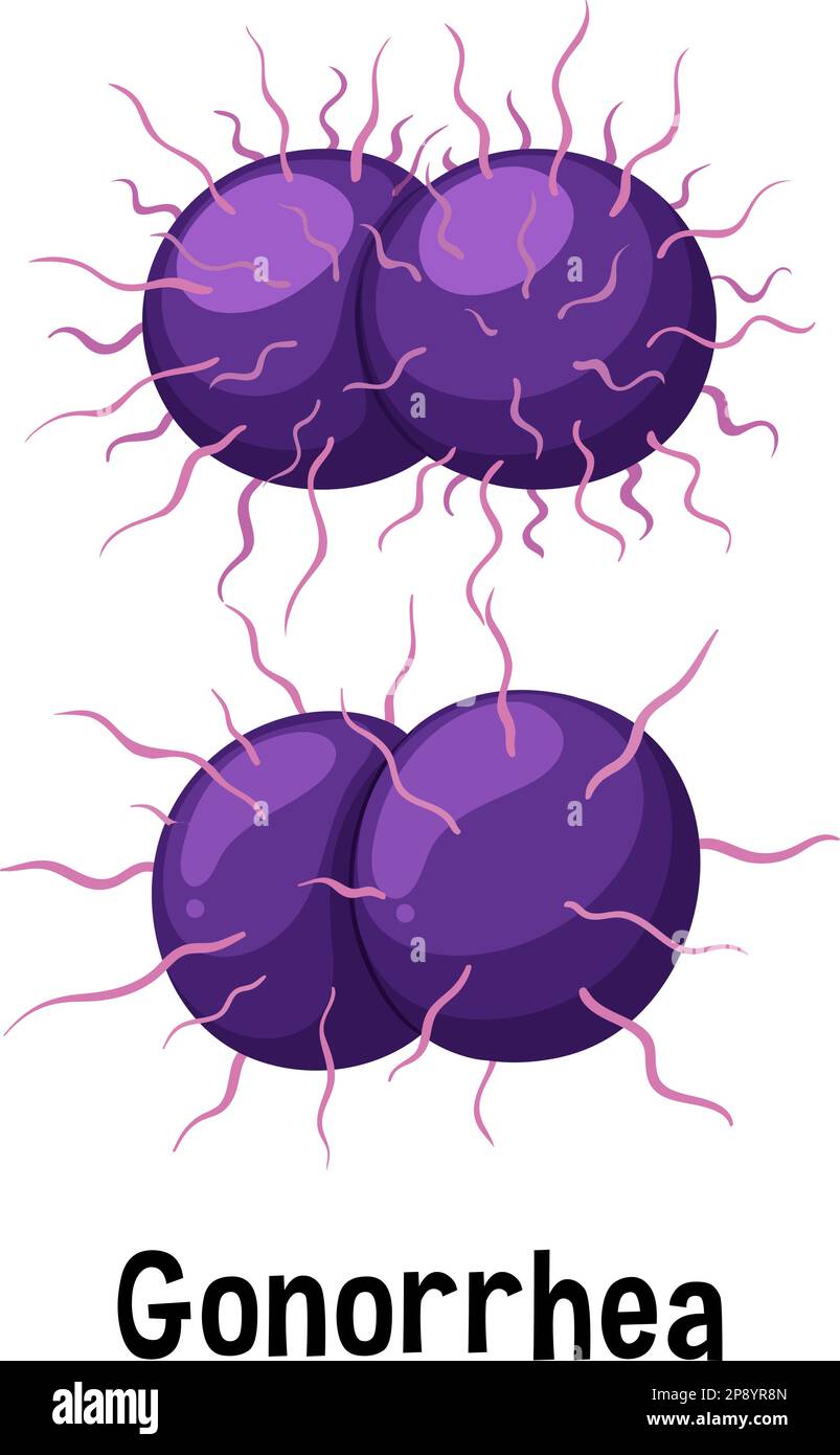 Batterio Neisseria gonorrhoeae con illustrazione del testo Illustrazione Vettoriale