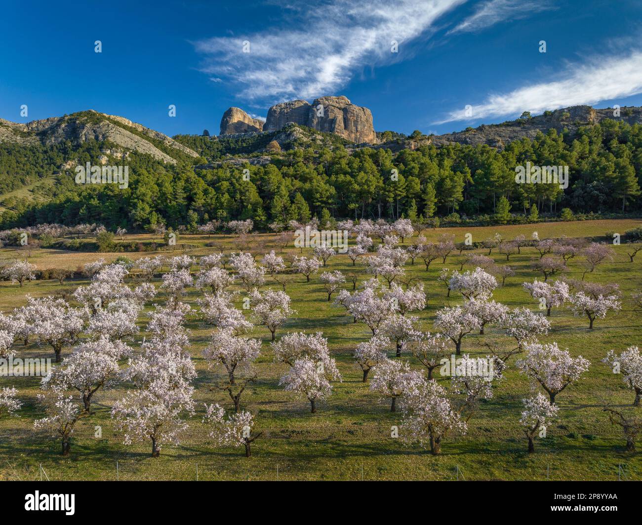 Veduta aerea dei campi di fiori di mandorle in primavera e delle rocce di Roques de Benet e del Parco Naturale di Els Ports sullo sfondo Terra alta, Tarragona, Spagna Foto Stock