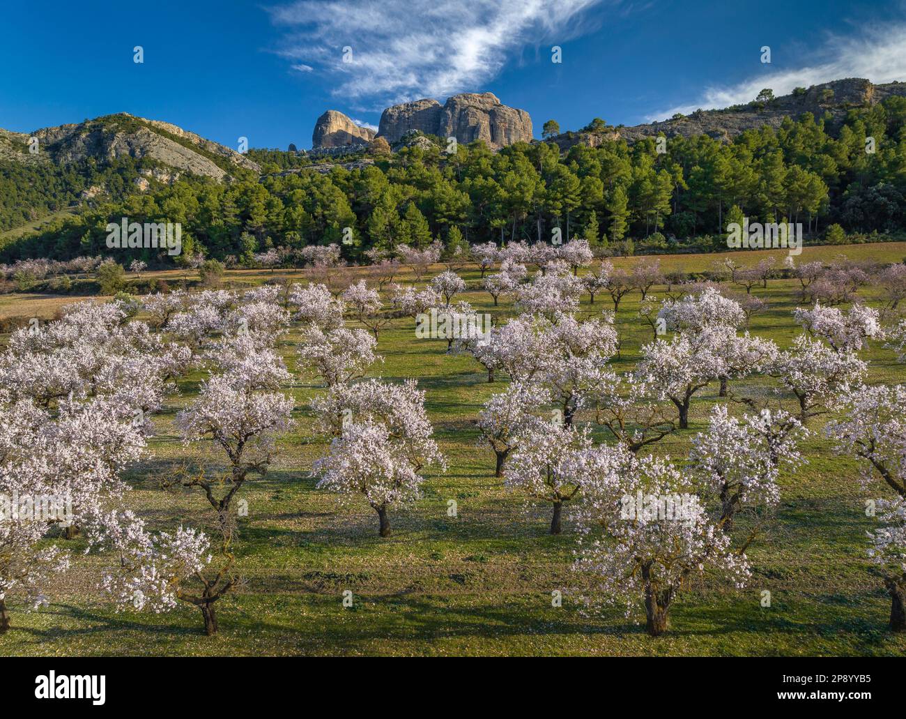Veduta aerea dei campi di fiori di mandorle in primavera e delle rocce di Roques de Benet e del Parco Naturale di Els Ports sullo sfondo Terra alta, Tarragona, Spagna Foto Stock