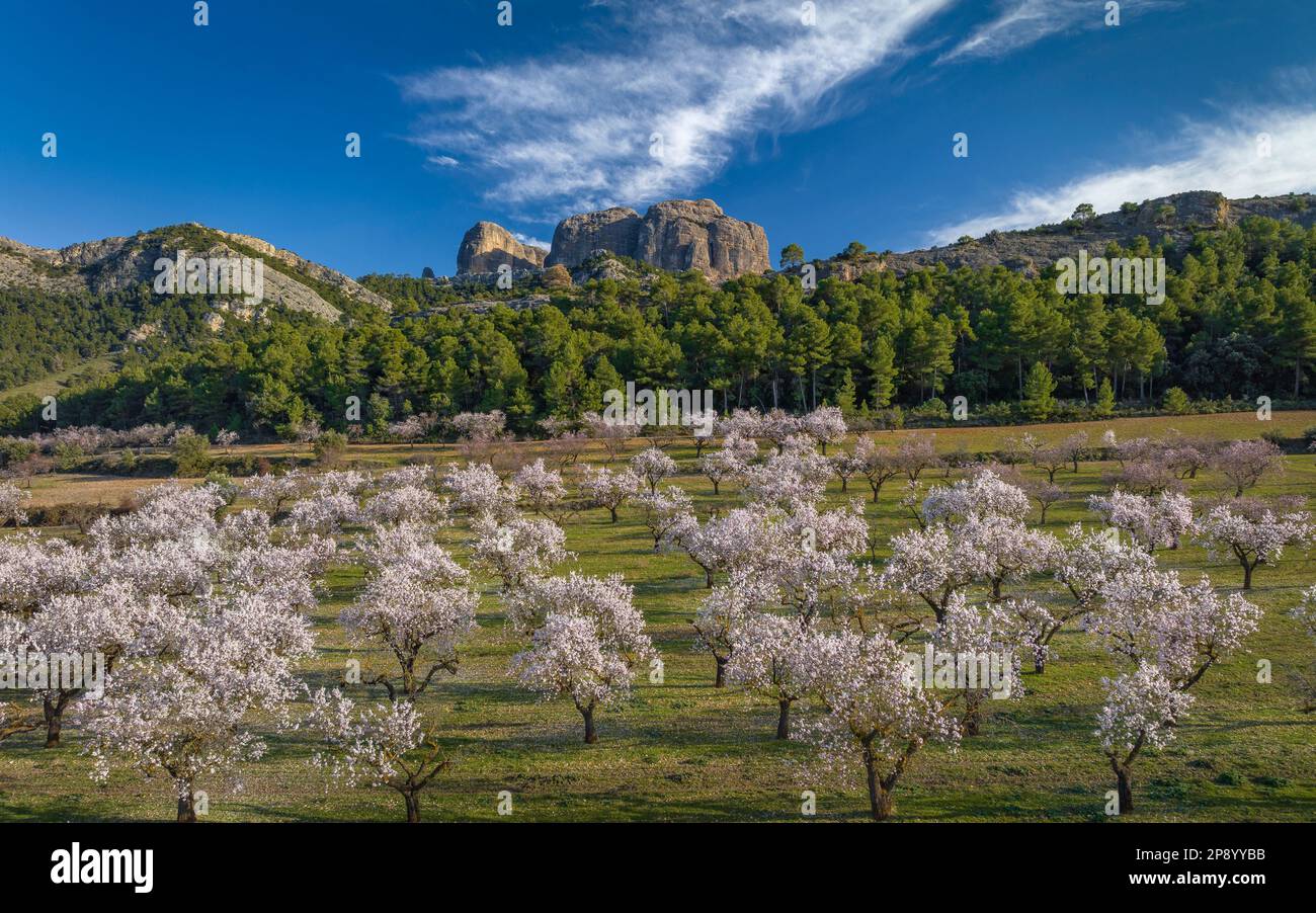 Veduta aerea dei campi di fiori di mandorle in primavera e delle rocce di Roques de Benet e del Parco Naturale di Els Ports sullo sfondo Terra alta, Tarragona, Spagna Foto Stock