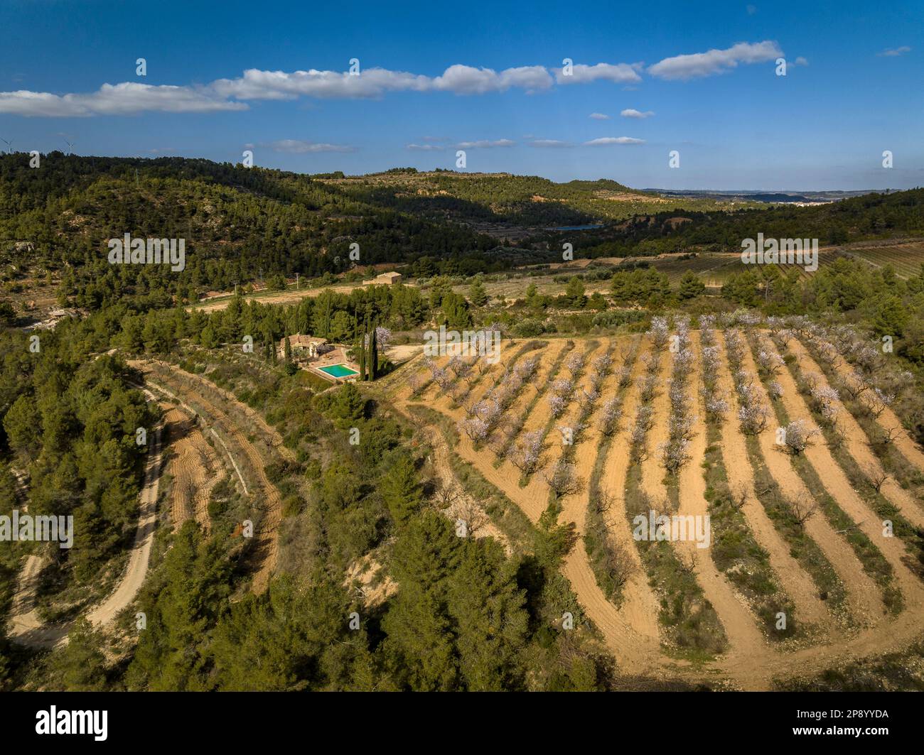 Veduta aerea dei campi di mandorle in primavera in una fattoria vicino al fiume Canaletes tra Horta e Bot (Terra alta, Tarragona, Catalogna, Spagna) Foto Stock