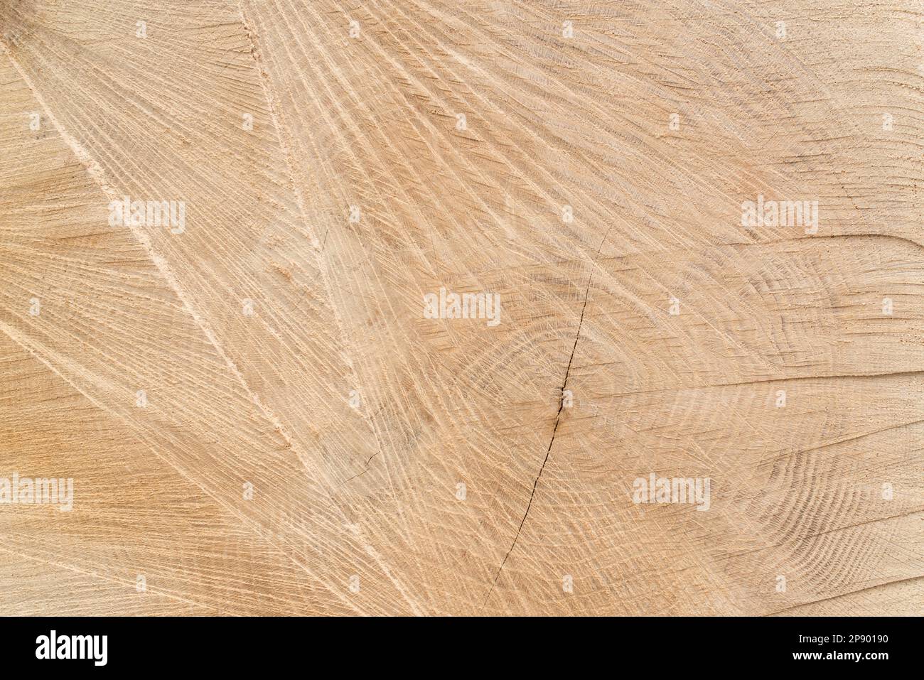 primo piano di tronchi di quercia tagliato vecchio in foresta Foto Stock