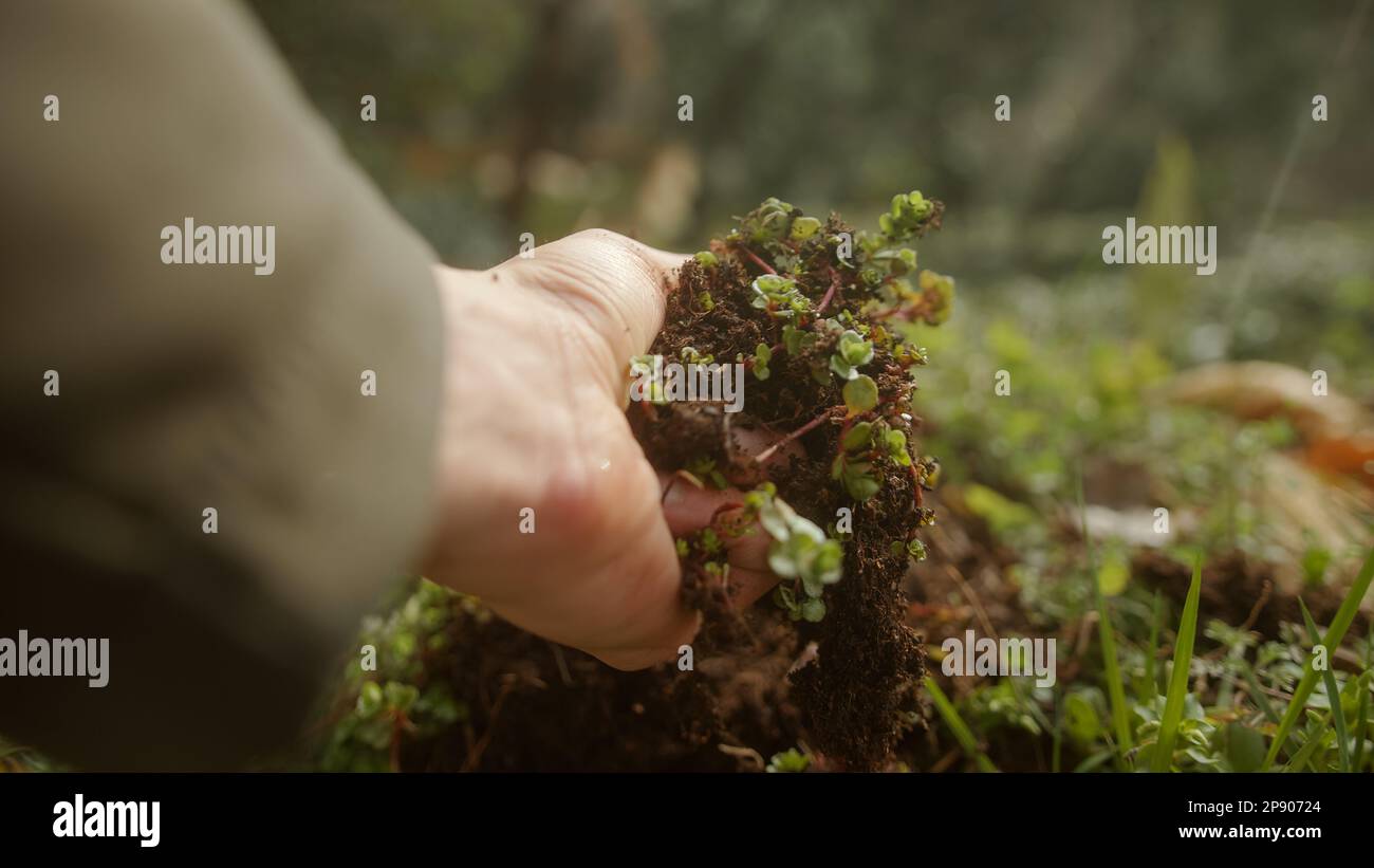 Mano umana afferrare vegetazione e suolo in natura, concetto di amare la natura Foto Stock