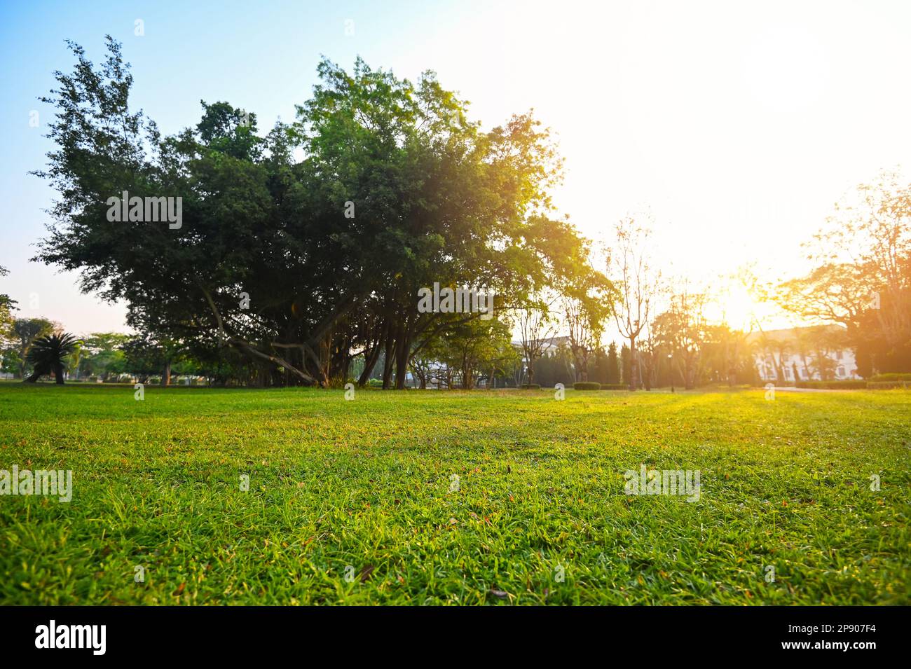 Erba sul campo alba o tramonto paesaggio in estate, verde naturale prato in alba nel parco con alberi di sole sull'erba g Foto Stock