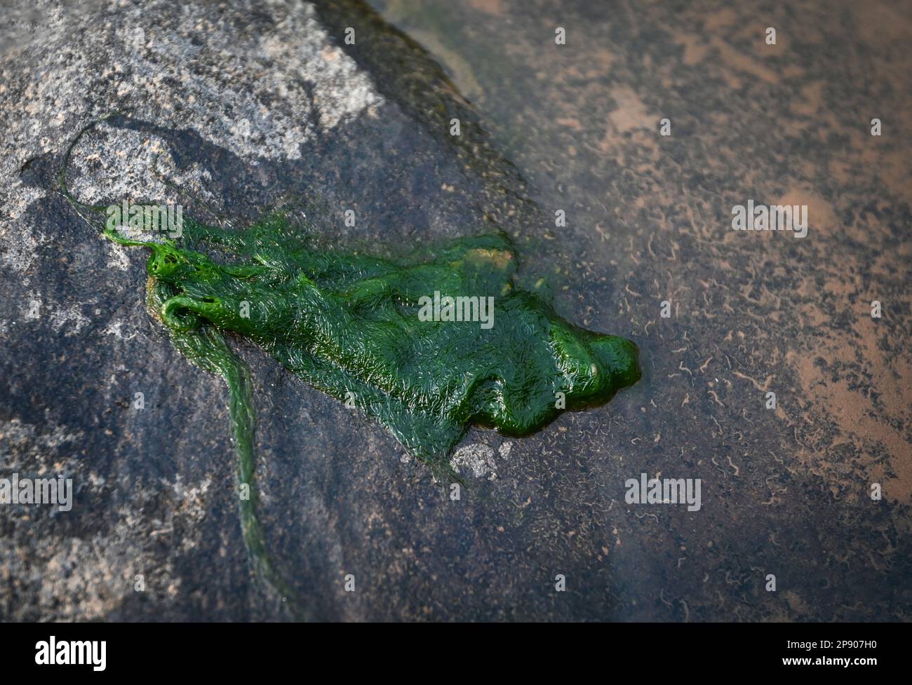 Spirogyra alghe d'acqua dolce - alghe d'acqua dolce nel torrente del fiume può vivere in acqua pulita, alghe acquatiche verdi - nomi comuni includono la seta d'acqua, mer Foto Stock