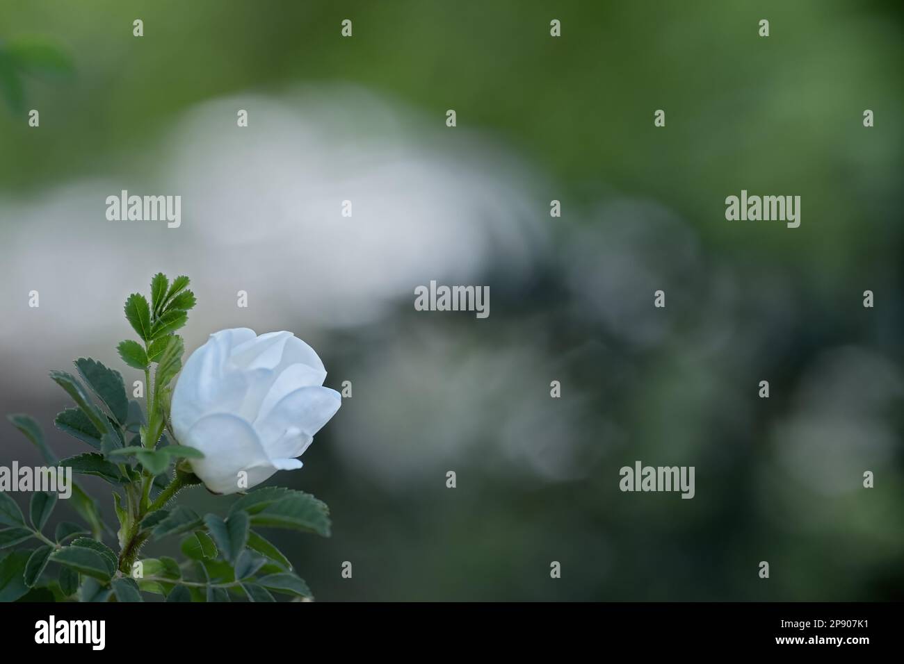 piccola rosa arbusto bianco di fronte a sfondo verde sfocato Foto Stock