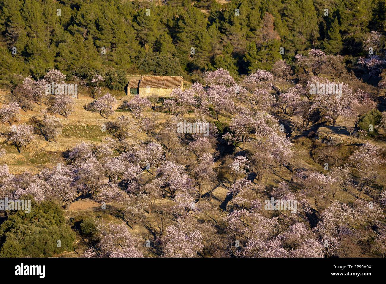 Campo di mandorli in fiore vicino all'eremo di Sant Blai, nella Serra de Tivissa (Ribera d'Ebre, Tarragona, Catalogna, Spagna) Foto Stock