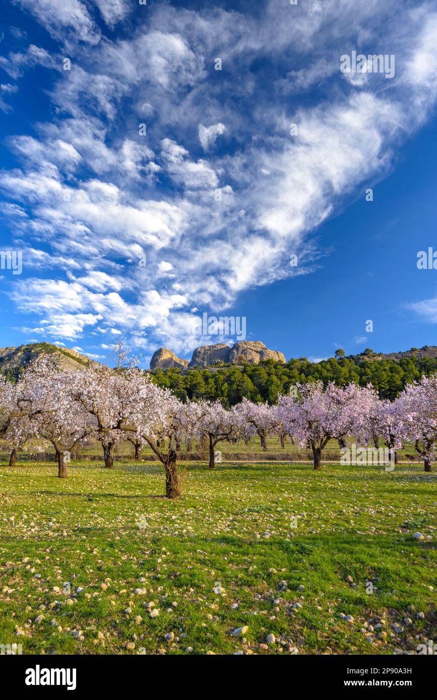 Campi di mandorli in fiore in primavera con le rocce Roques de Benet sullo sfondo, nel Parco Naturale dei porti dell'Els (Terra alta, Tarragona, Spagna) Foto Stock