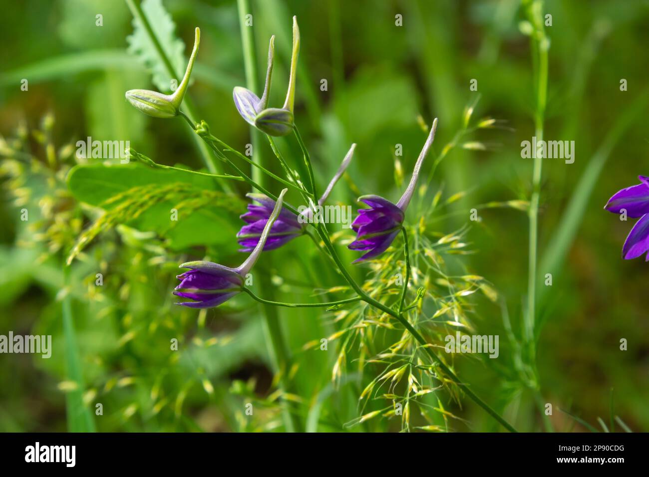 Forking larkspur, Consolida regalis o Wild Delphinium fiori blu, profondità di campo poco profonda. erbe estive. Foto Stock