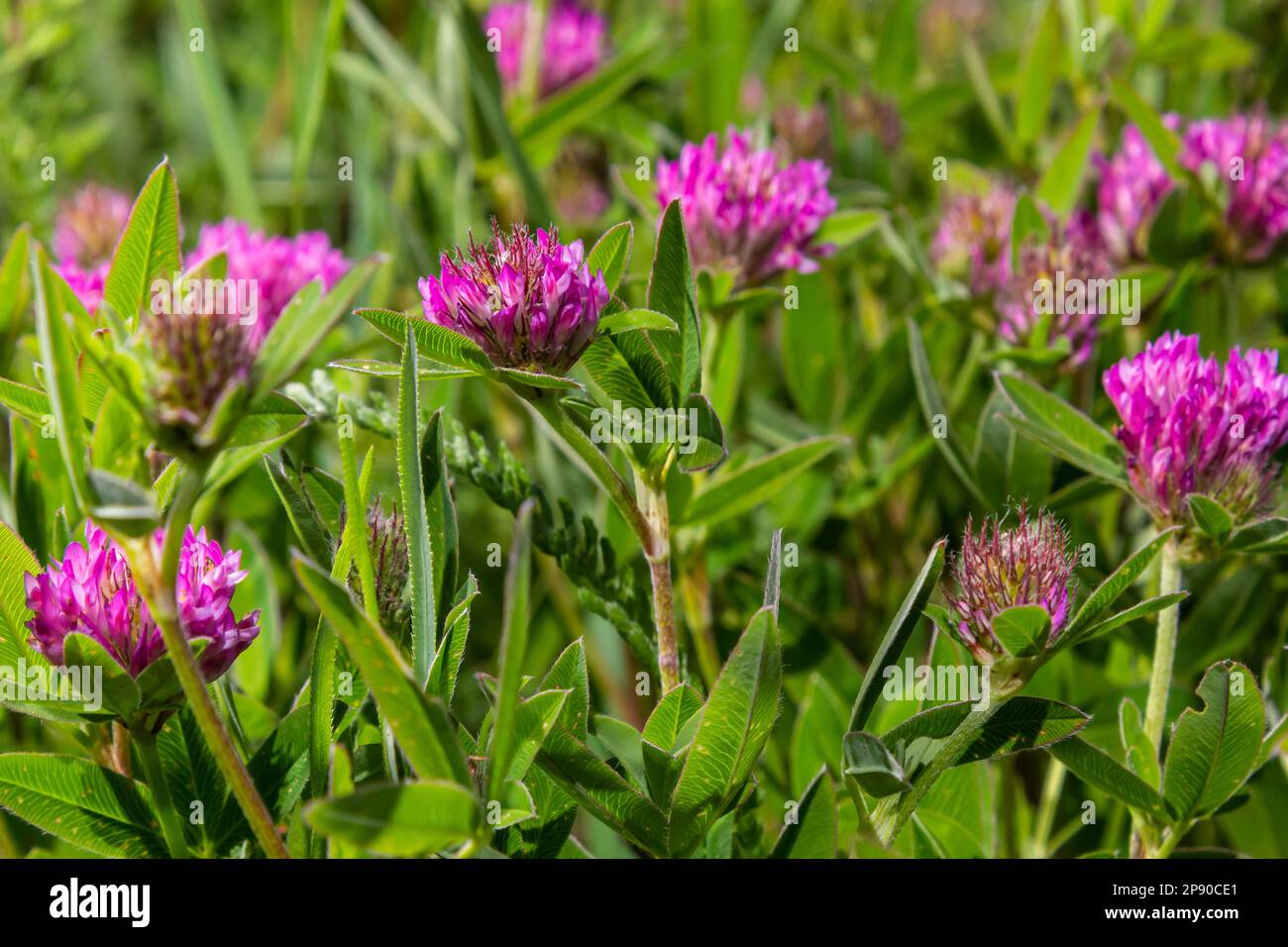 Fiore rosa scuro. Trifoglio rosso o infiorescenza di Trifolium pratense, primo piano. Fiore di trifoglio di prato viola con alternanza, tre fogli del foglio. Selvatico c Foto Stock