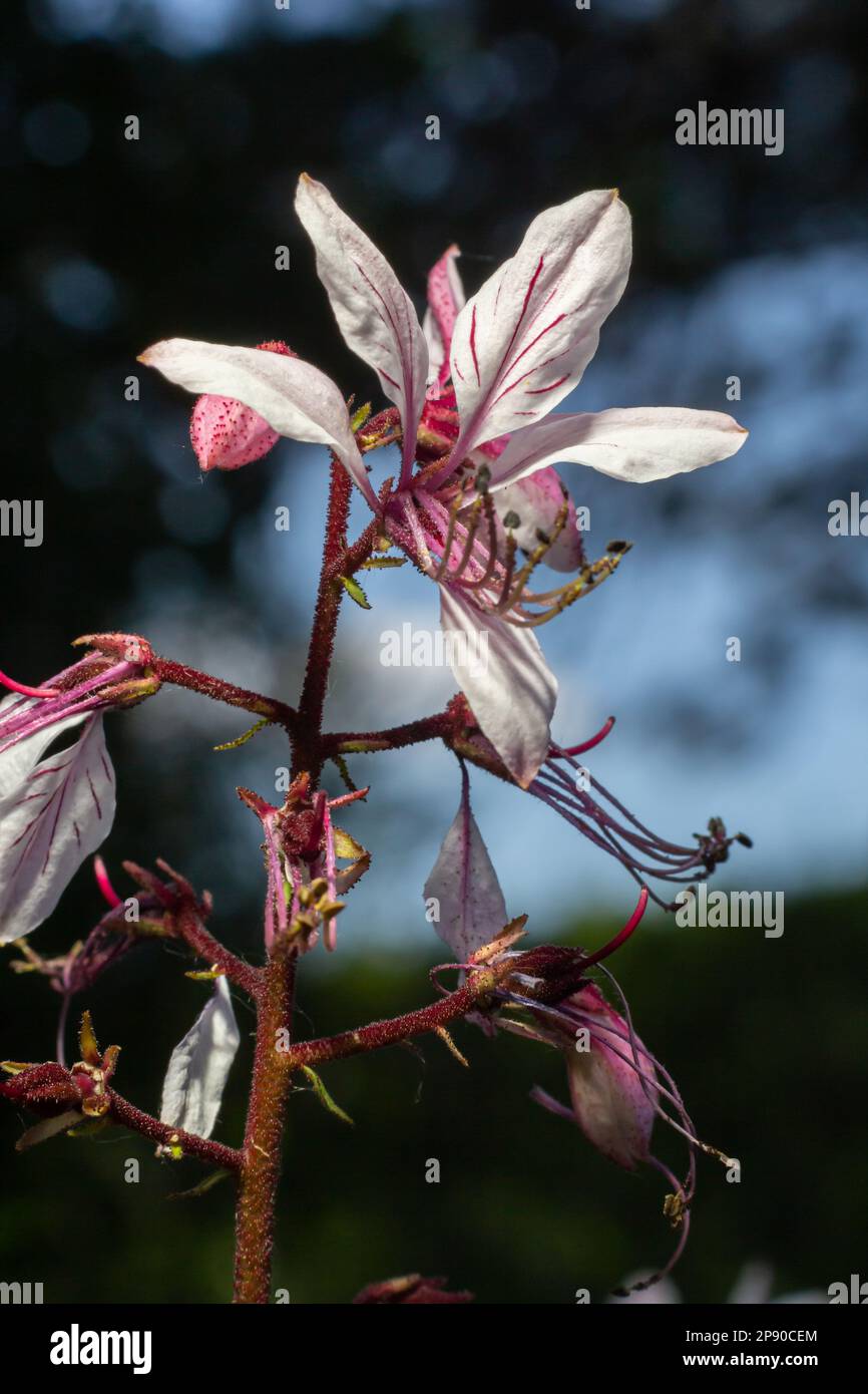 Cespuglio, Dictamnus albus. Dittamnus è un genere di piante della famiglia Rutaceae. Foto Stock