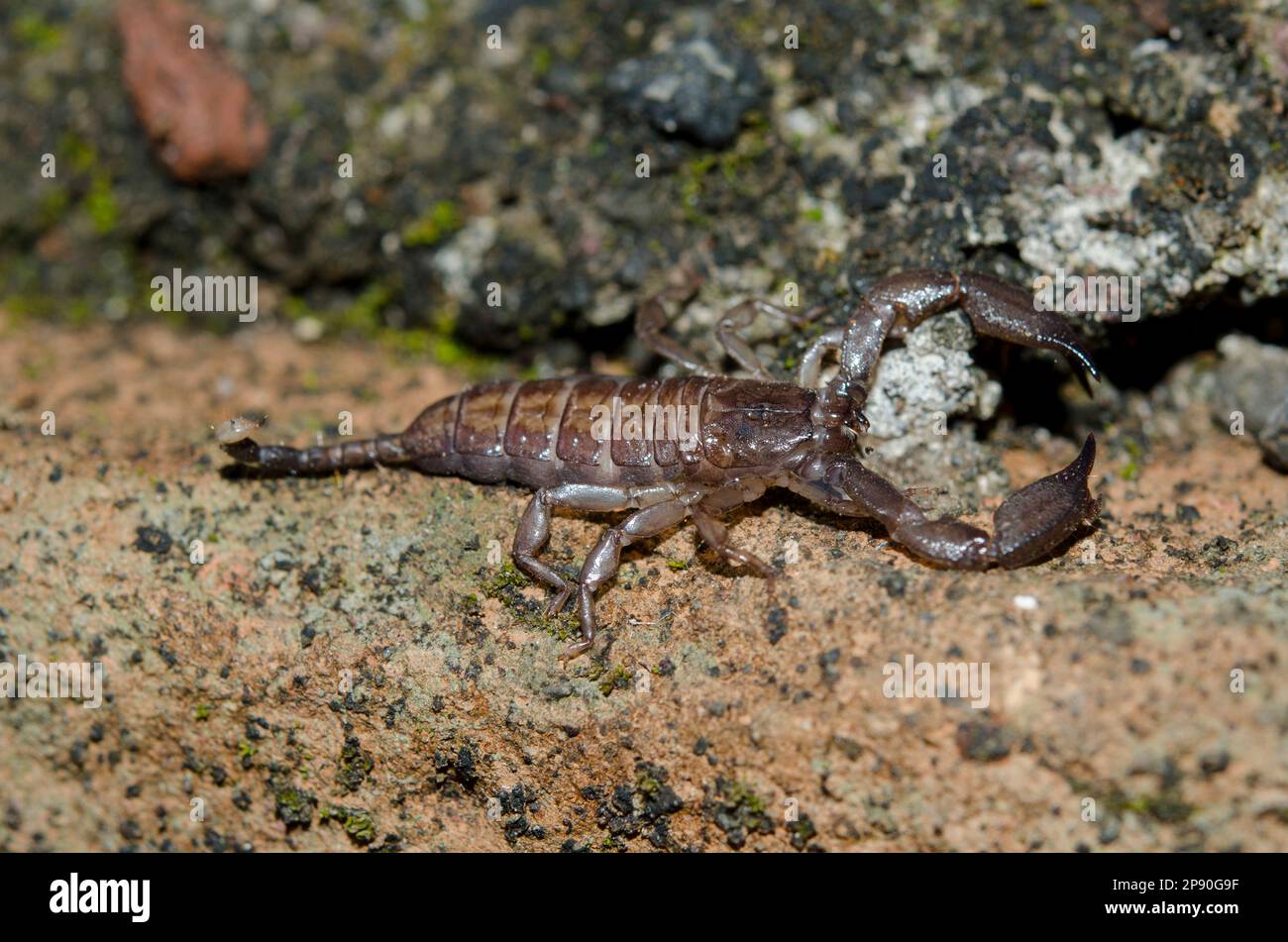 Australian Rainforest Scorpion, Liocheles waigiensis, Klungkung, Bali, Indonesia Foto Stock