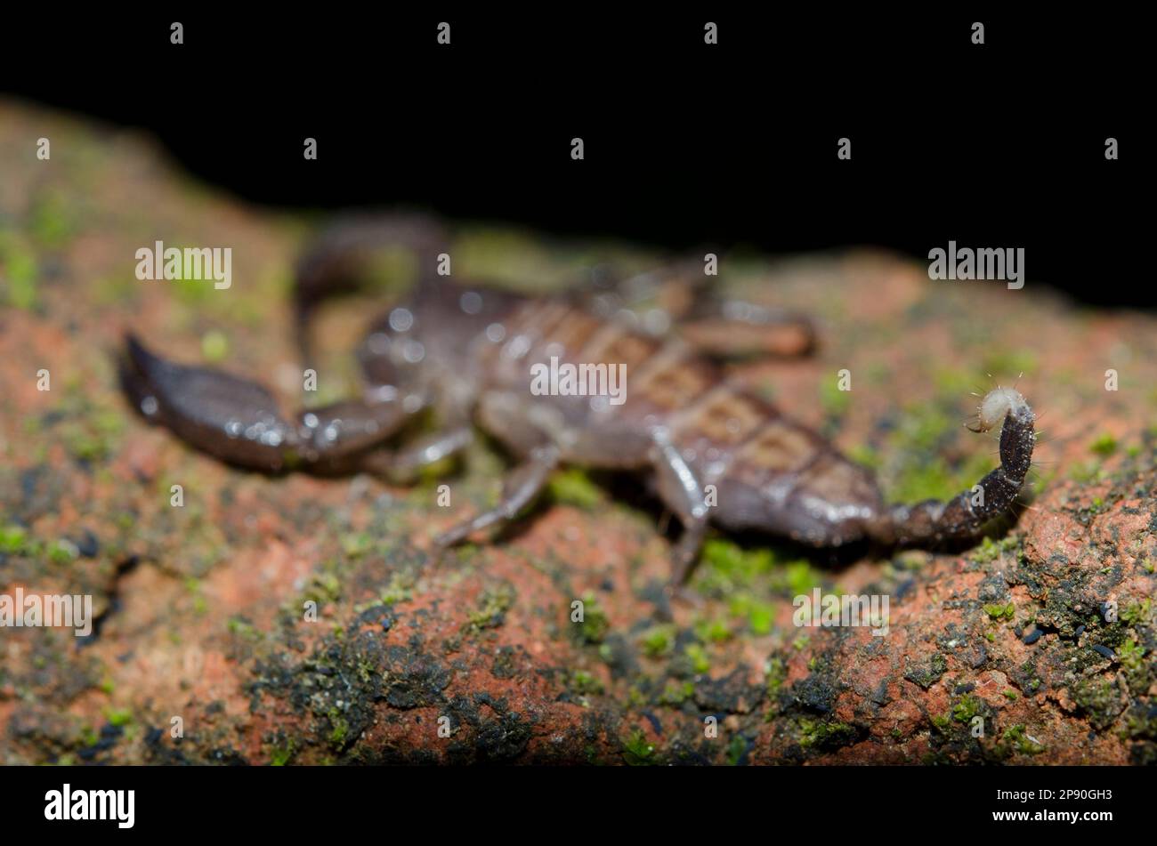 Australian Rainforest Scorpion, Liocheles waigiensis, Klungkung, Bali, Indonesia Foto Stock
