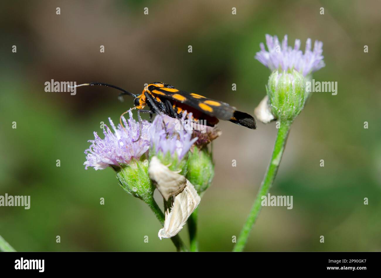 Forester Moth, Artona Walkeri, con falene camuffate, Eublemma sp, su fiore di Goatweed, Ageratum conyzoides, Klungkung, Bali, Indonesia Foto Stock