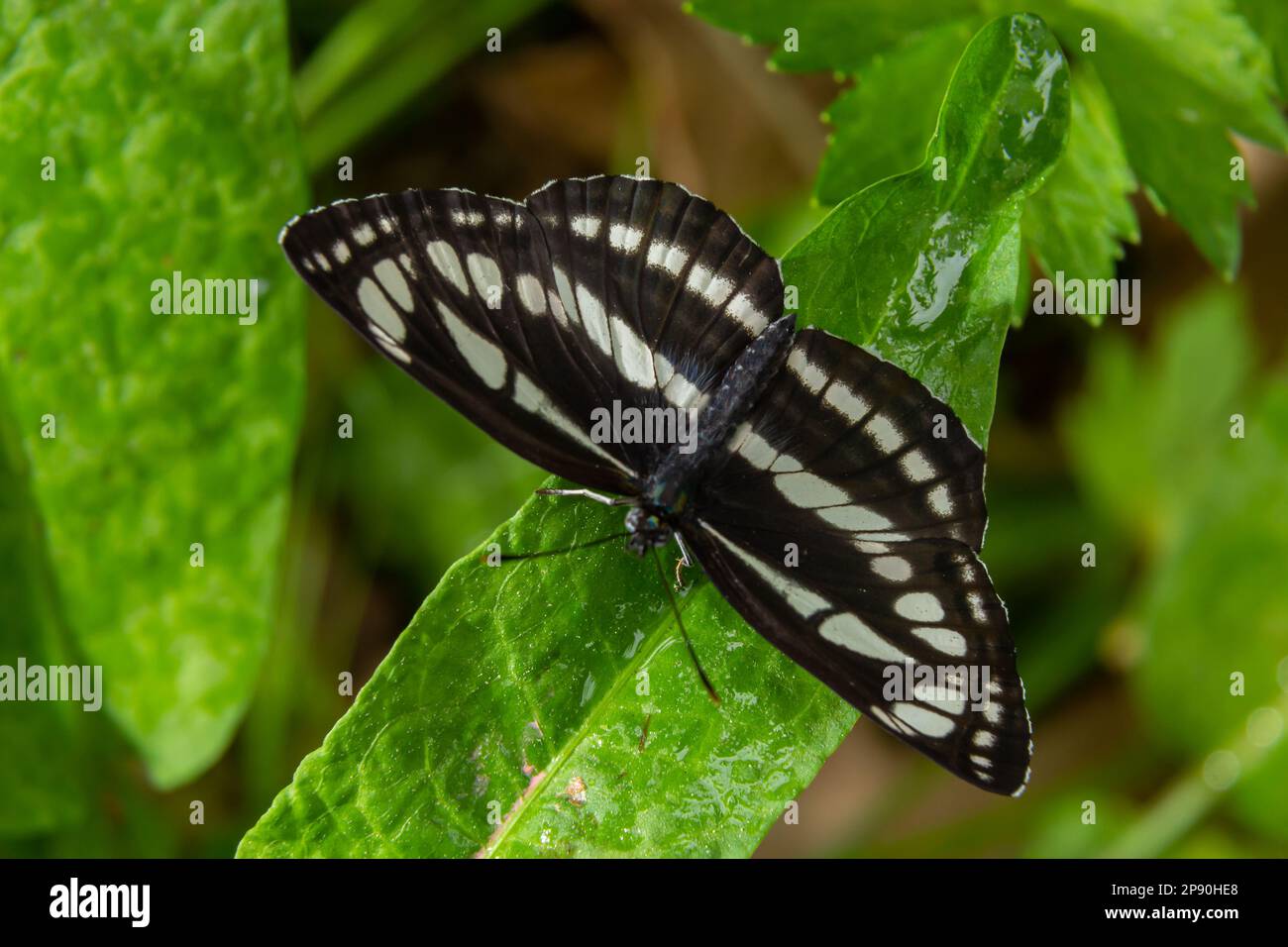 Pallas Sailer o farfalla comune aliante, Neptis sappho, a guardia del suo territorio. Foto Stock