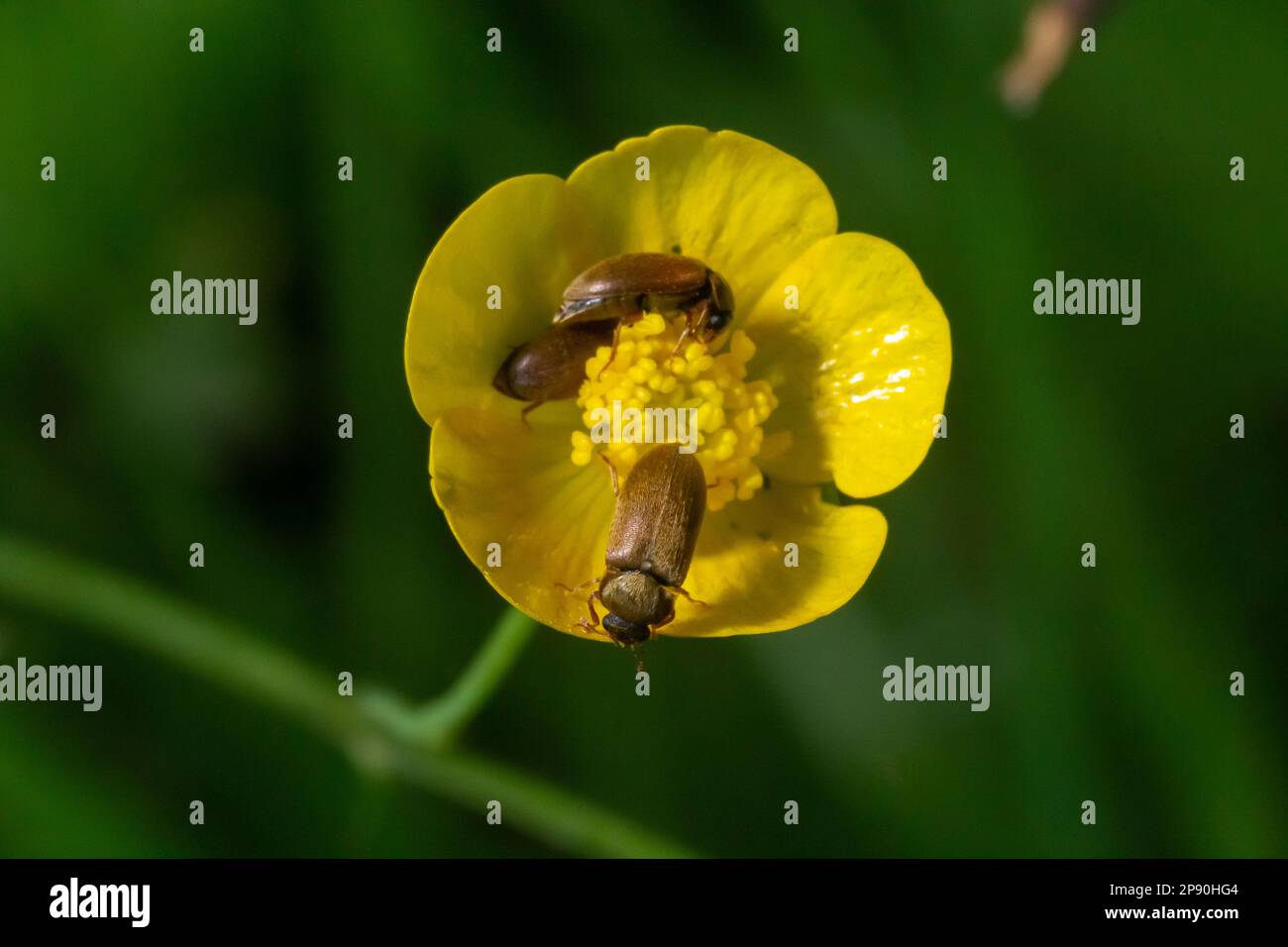 Coleottero di lampone, Byturus tomentosus, su fiore. Si tratta di coleotteri della famiglia dei byturidae, il principale parassita che colpisce i lamponi, neri Foto Stock