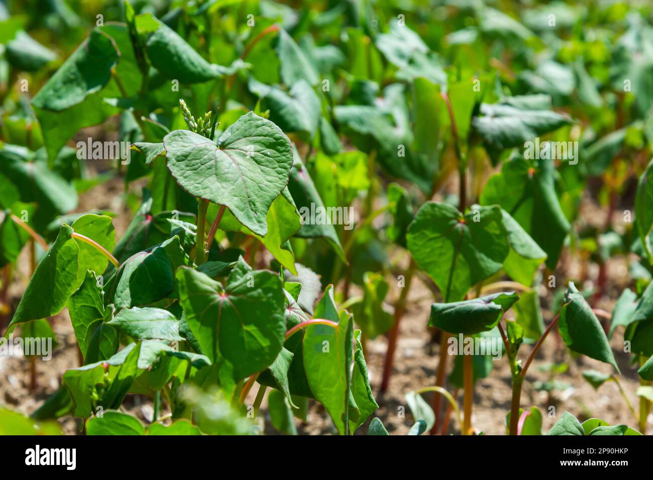 Campo di grano saraceno germogliato sullo sfondo del cielo. Grano saraceno, Fagopyrum esculentum, grano saraceno giapponese e argentello sul campo. Primo piano di nurseling bu Foto Stock