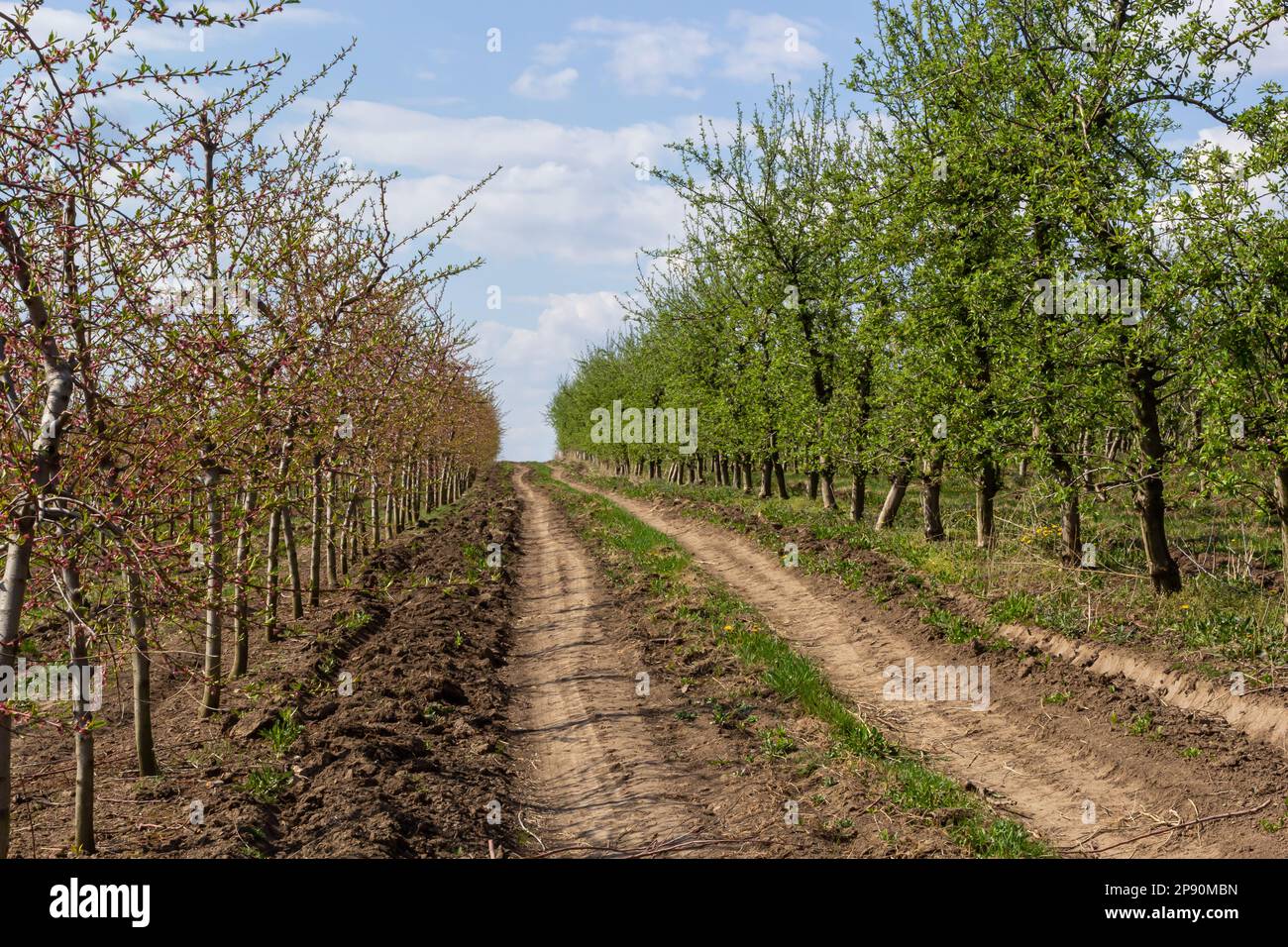 Alberi da frutto piantati in una fila sulla fattoria. Lavori agricoli primaverili. Frutteto di mele. Solchi sul suolo. Campi per raccolti diversi. Agricultur Foto Stock