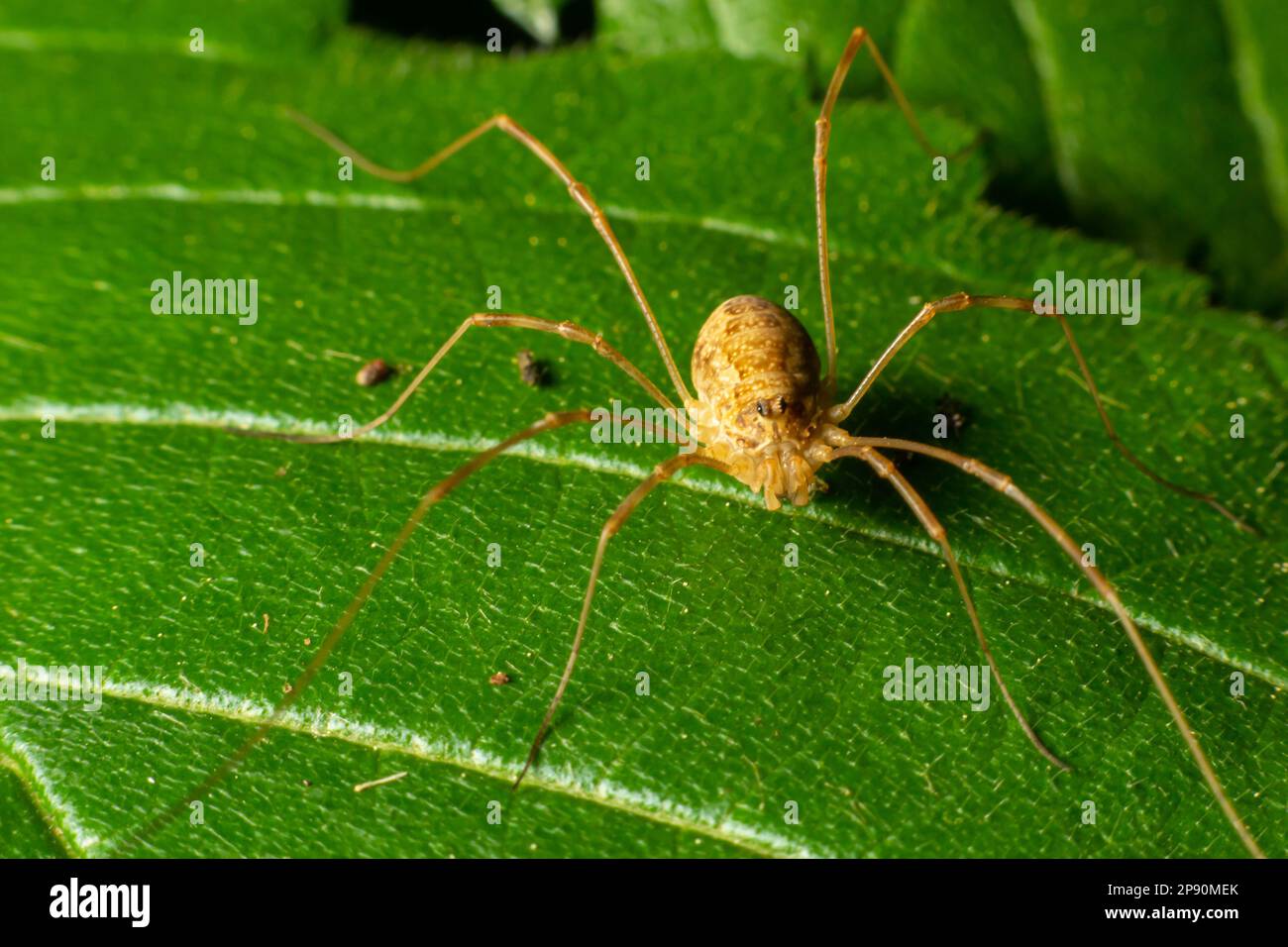 Spider Opiliones su una foglia in dettaglio. giornata estiva nel bosco. Foto Stock