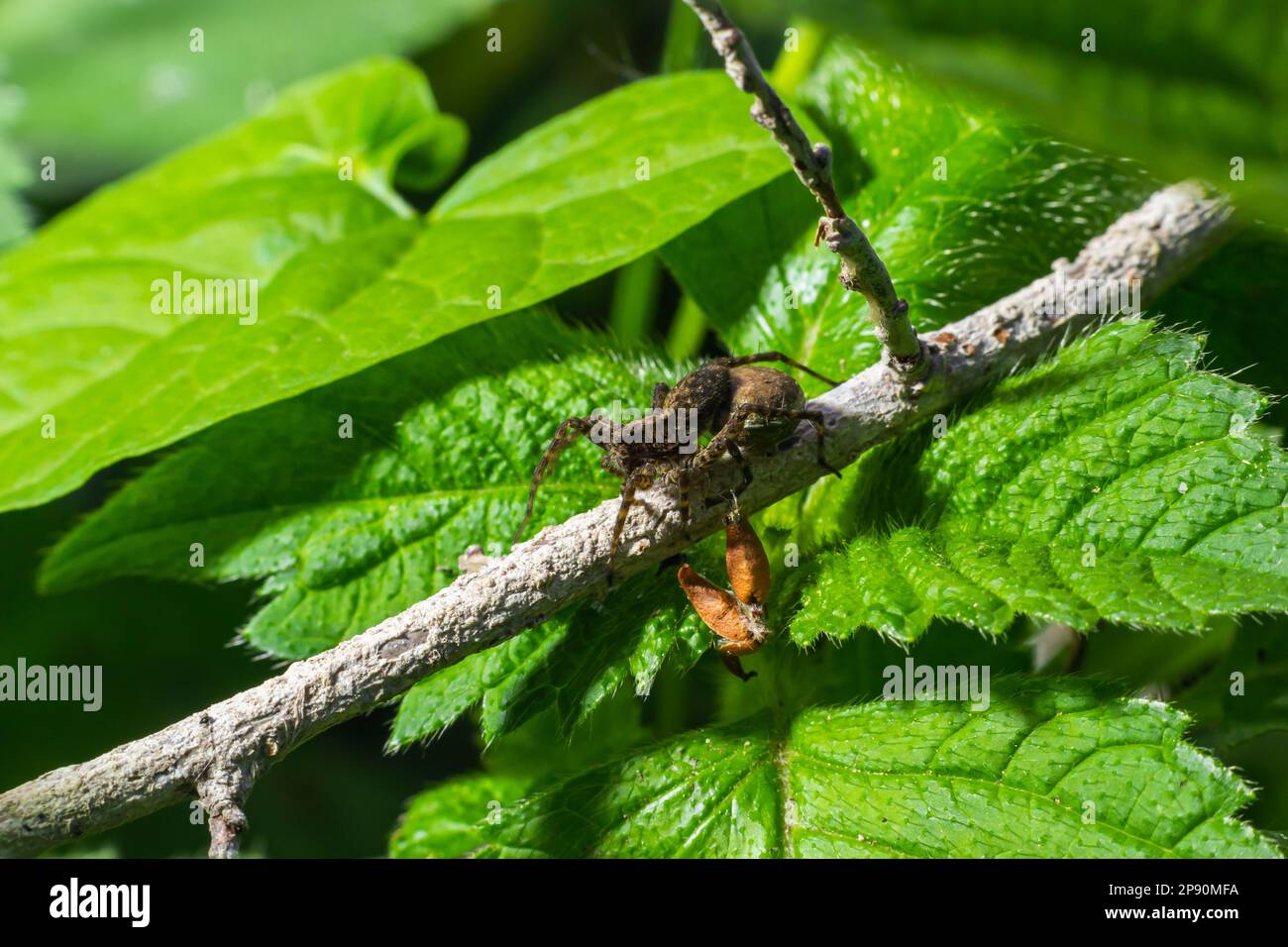 Un ragno Pisaura mirabilis nido visto portare il suo sacco uovo nel mese di luglio. Foto Stock