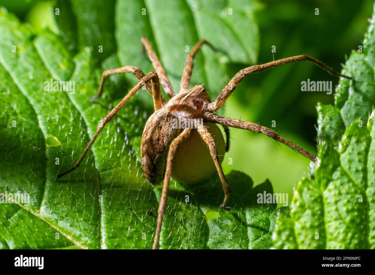 Un ragno Pisaura mirabilis nido visto portare il suo sacco uovo nel mese di luglio. Foto Stock