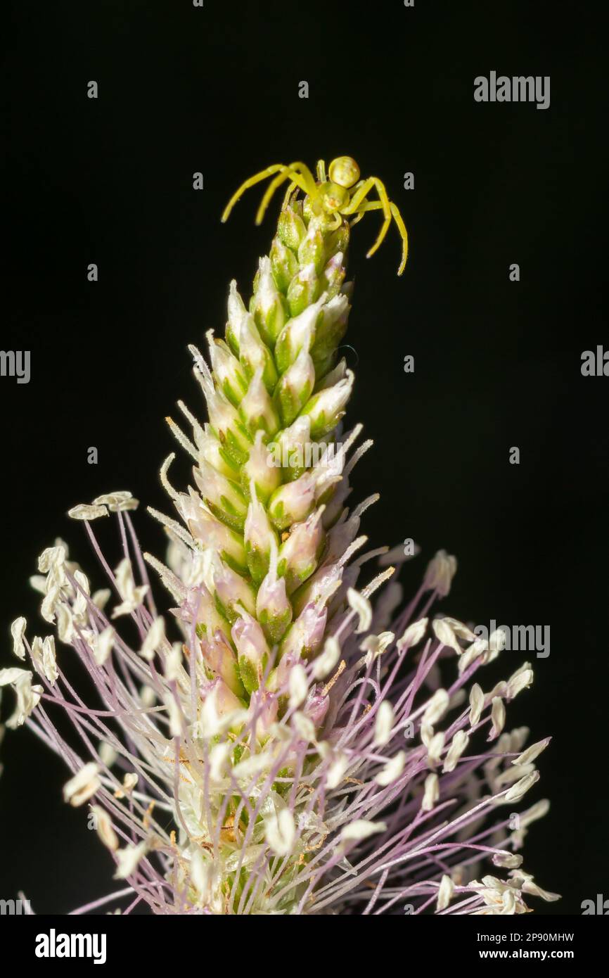 Il ragno o ragnatela misumena vatia goldenrod grab spider o flower è una specie di ragno di granchio con distribuzione olartica, appartenente alla famiglia delle Thomisidae. Foto Stock