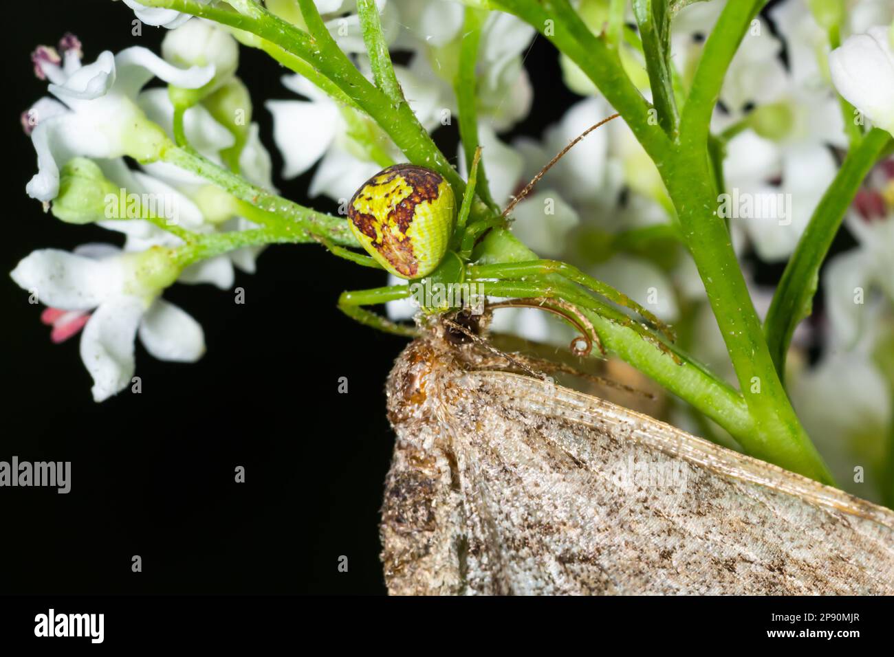 Goldenrod Crab Spider Misumena vatia su un fiore. Primo piano del ragno di granchio di fiore giallo Misumena vatia. Misumena vatia è una specie di ragno di granchio Foto Stock