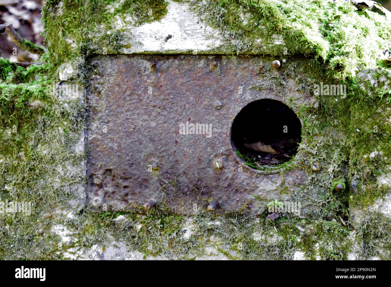 Testimoni oculari relitto Wehrmacht bunker rovine di una vecchia posizione nella foresta Foto Stock