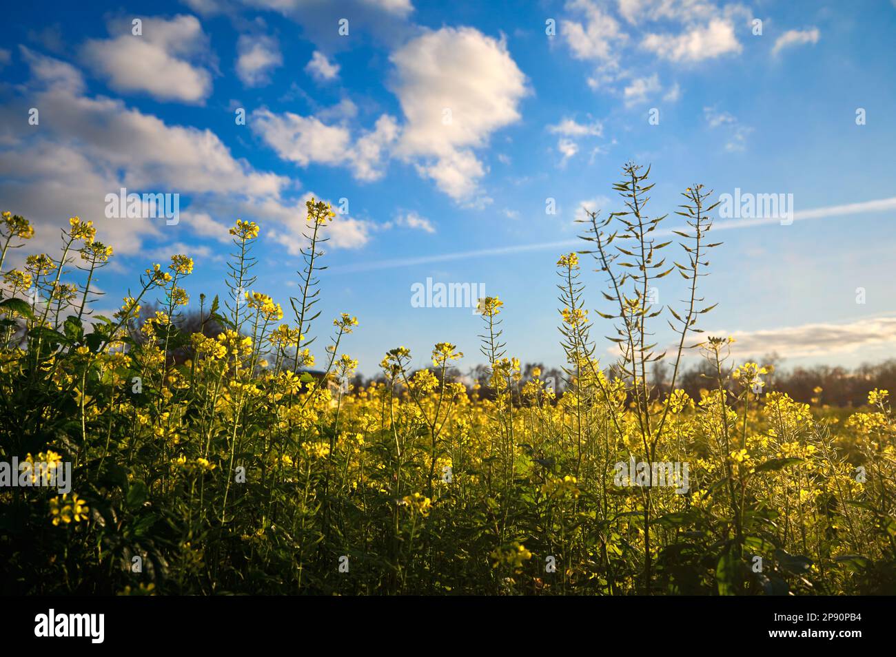 Fiori di colza che fioriscono di giallo contro un cielo blu con nuvole Foto Stock