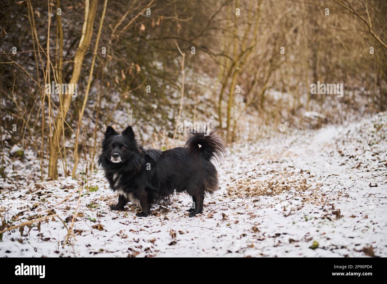 Cane nero sulla strada nella foresta in inverno Foto Stock