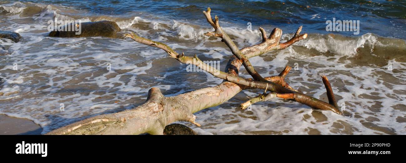 Brodtener ripida costa in autunno, Mar Baltico Foto Stock