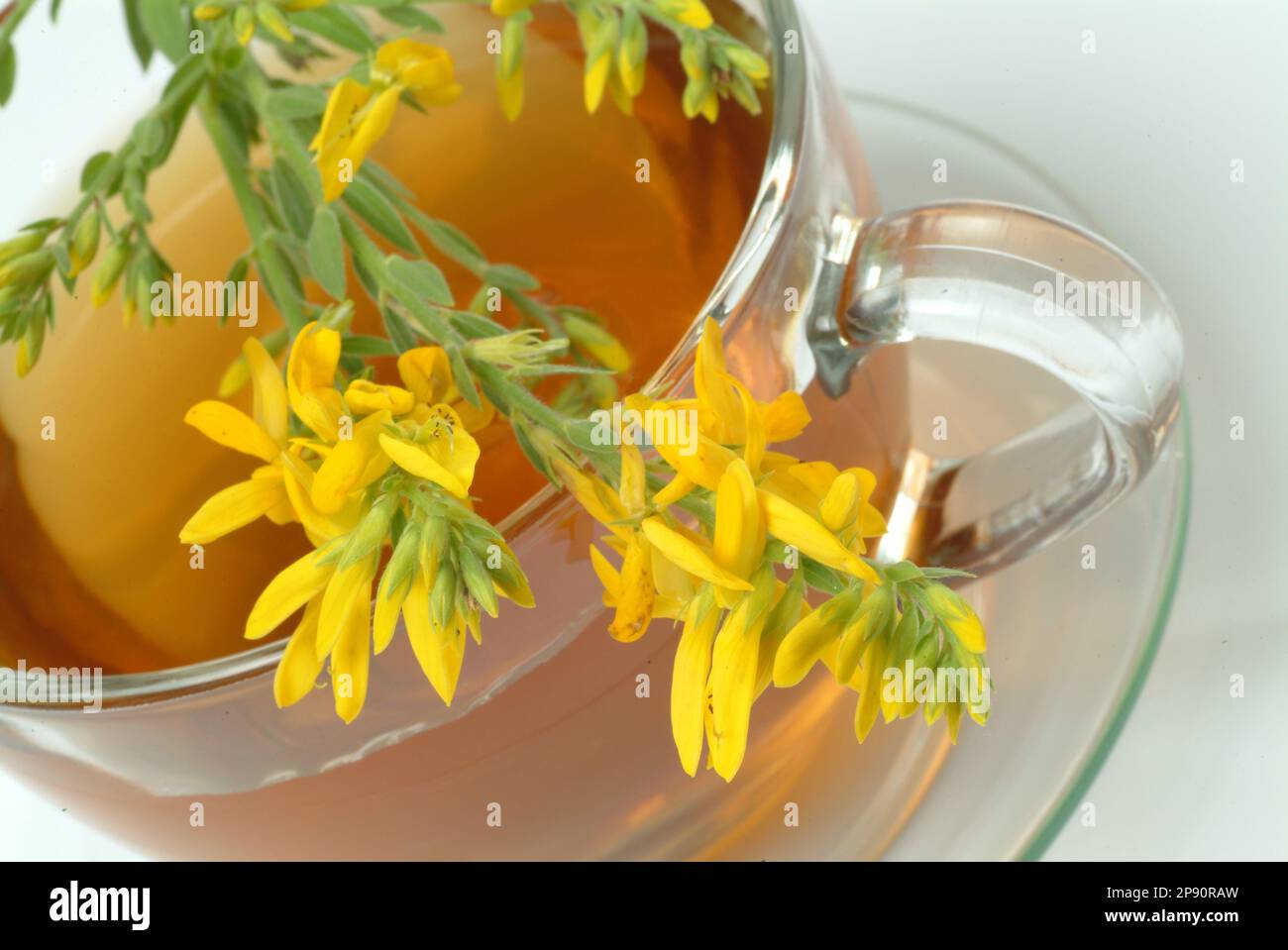 Tee aus Ginster, Ginstertee, Färberginster, Heilpflanze, Färbepflanze, medizinische Verwendung, Heiltee, Kräutertee Foto Stock