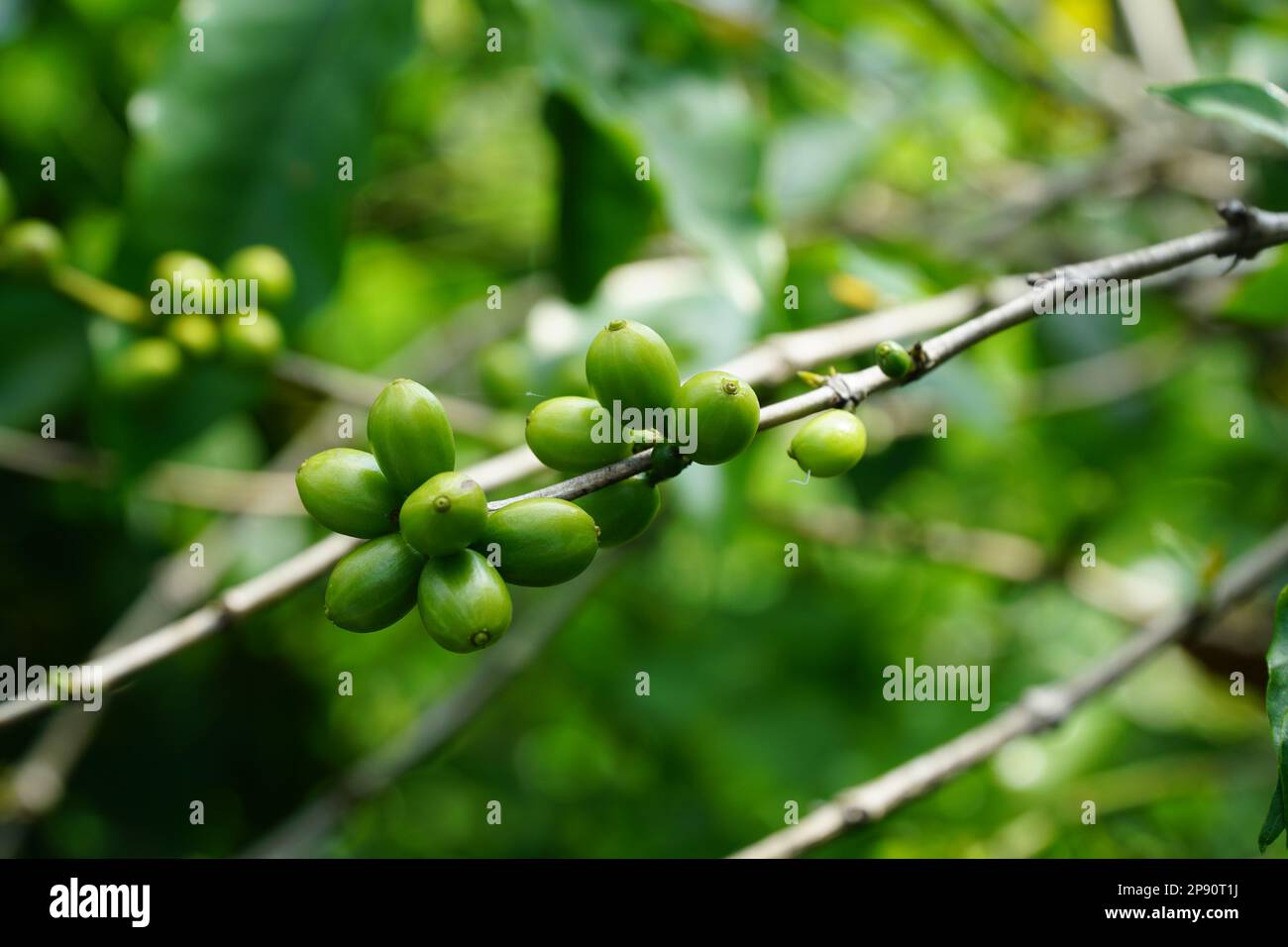 Chicchi di caffè, Highlands, East Java, Indonesia Foto Stock