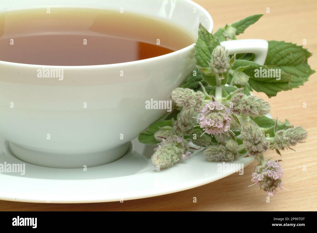 Tee aus Roßminze, Roßminzetee, Aufguß, Heilpflanze, medizinische Verwendung, frische Blätter und Blüten neben der Teetasse, Mentha longifolia, menta s Foto Stock