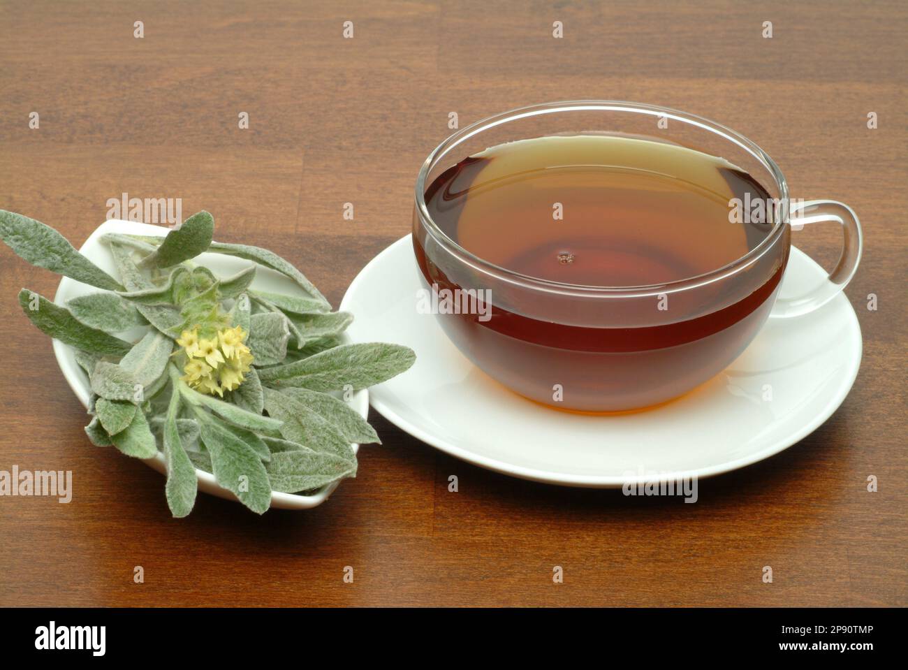 Tee aus griechischer Bergtee, Kräutertee, Heiltee, medizinische Verwendung, Tasse Tee mit frischem Zweig , Sideritis syriaca Foto Stock