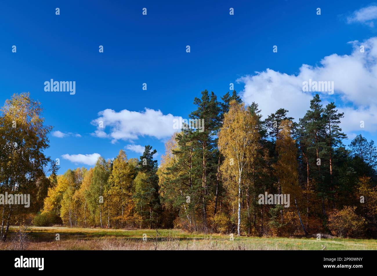 Paesaggio rurale di prati umidi e zone della foresta Foto Stock