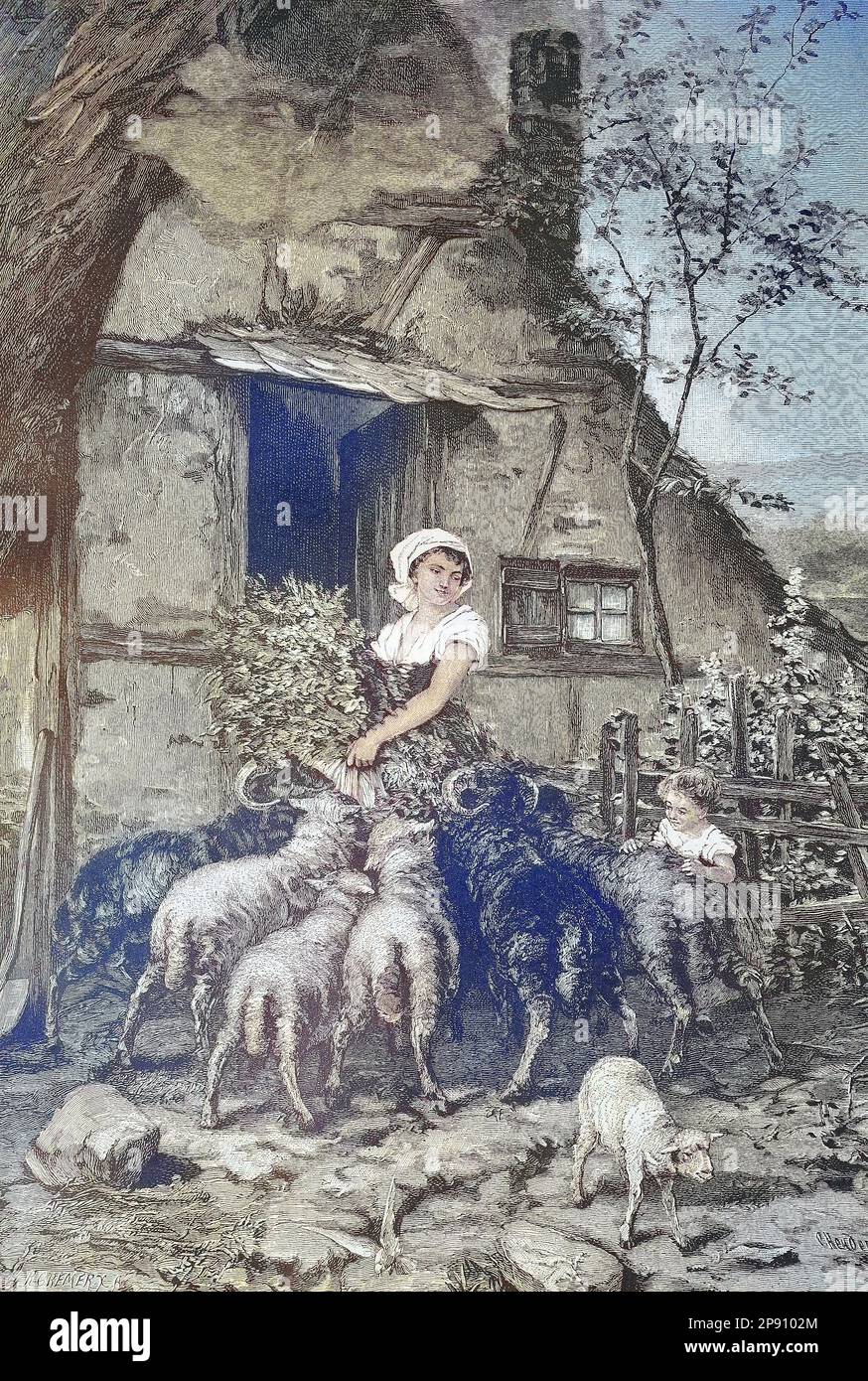 Aufdringliche Schafe bei der Fütterung der Tiere, Bäuerin mit einem Bündel frisches Gras, Historisch, digital restaurierte Reproduktion von einer Vorlage aus dem 19. Jahrhundert Foto Stock