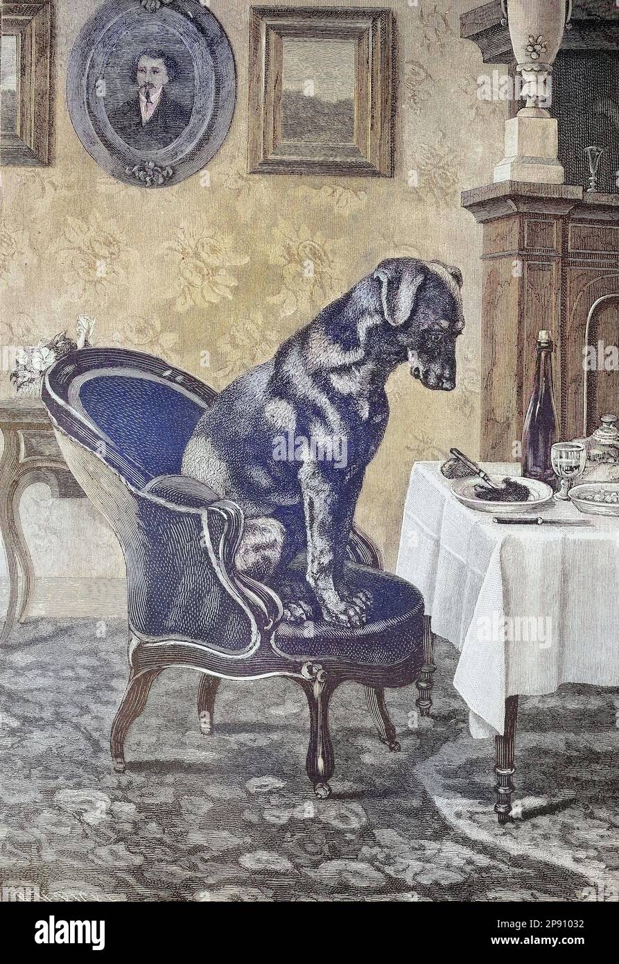 Hund sitzt auf einem Stuhl am Tisch und schaut begehrlich auf einen vollen Teller, Historiisch, digital restaurierte Reproduktion von einer Vorlage aus dem 19. Jahrhundert Foto Stock