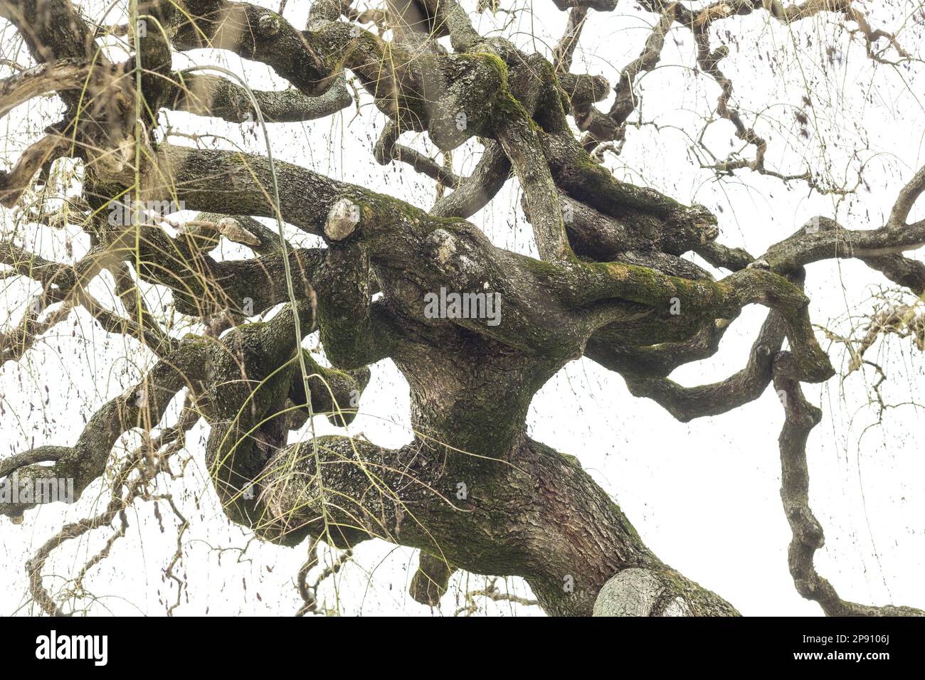 Rami di albero di pagoda giapponese Foto Stock
