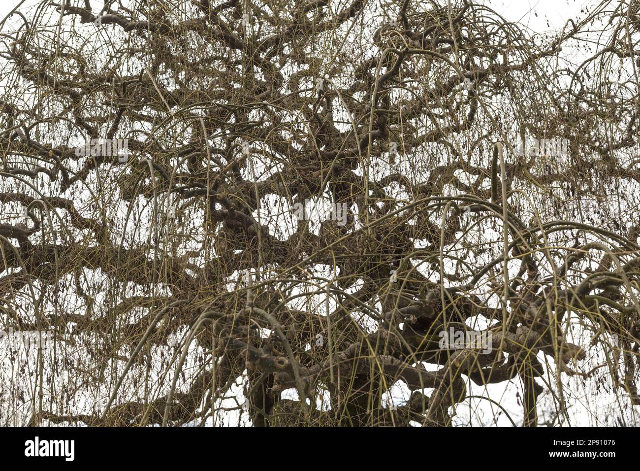 Rami di albero di pagoda giapponese Foto Stock